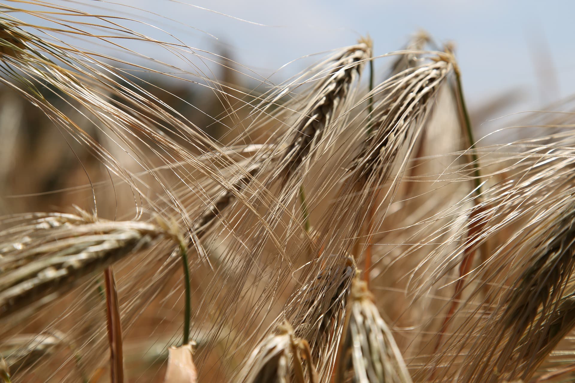 Cała prawda o laktozie i glutenie – kiedy i kto powinien ich unikać?